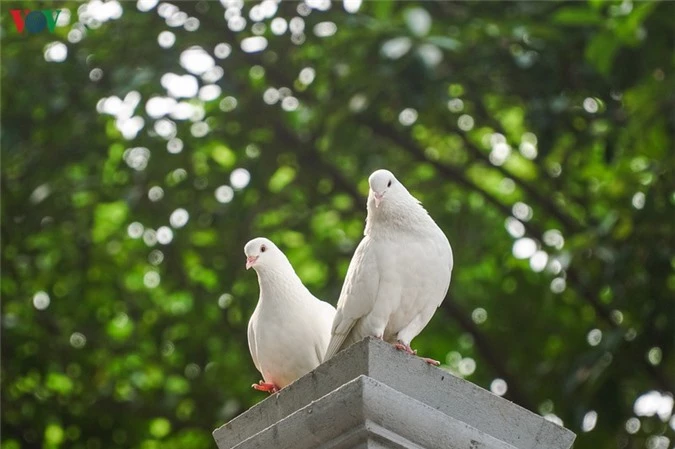 ngam dan chim bo cau ben ho hoan kiem hinh 13