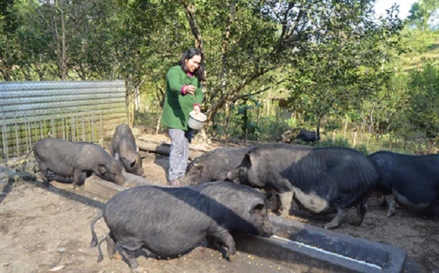 Chị Nguyễn Thị Liên sử dụng thức ăn hoàn toàn từ tự nhiên để chăn nuôi lợn đen (Ảnh: Tư liệu)