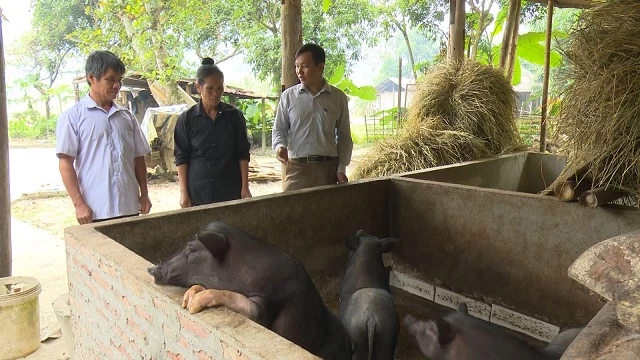 Mô hình chăn nuôi lợn đen bằng thảo mộc cho thu nhập trung bình trên 100 triệu đồng mỗi năm Ảnh: TL)