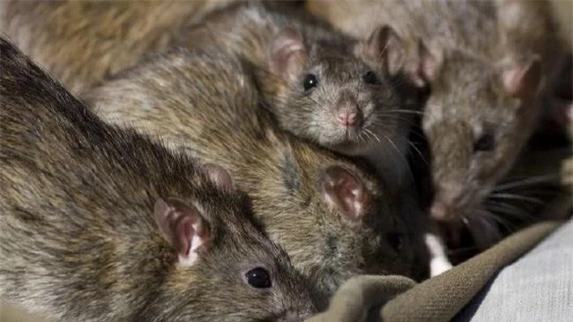 Top 5 sự thật kinh dị về loài chuột, bạn đã biết được bao nhiêu? - Ảnh 4.