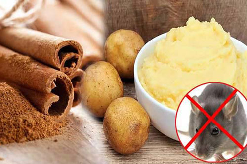 4 cách đuổi chuột ra khỏi nhà, không cần dùng thuốc các bà nội trợ thông thái hãy nắm lấy