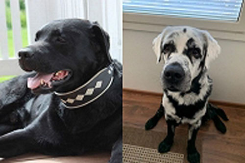 Hy hữu: Chú chó có bộ lông đen tuyền bất ngờ chuyển sang màu trắng lạ kỳ