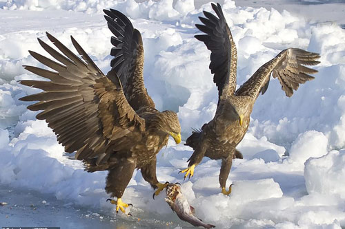 Ảnh động vật: Đại bàng biển giành mồi, ngựa hoang tung vó 