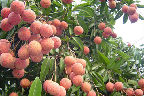 Vải thiều có nguy cơ không thể xuất khẩu sang Nhật Bản?