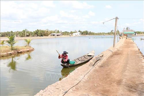 Bến Tre: Hiệu quả cao từ chuyển đổi sản xuất muối sang nuôi tôm biển