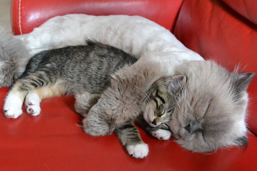 Những hành động đáng yêu của thú cưng khiến bạn "tan chảy"