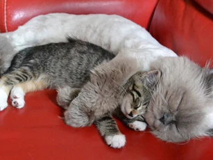 Những hành động đáng yêu của thú cưng khiến bạn "tan chảy"