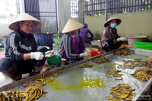 Nghệ An: Làm giàu từ nuôi và chế biến lươn đồng