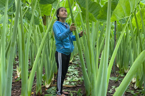 Vườn dọc mùng "khủng", cao quá đầu người ở Đồng Nai khiến MXH rần rần chia sẻ