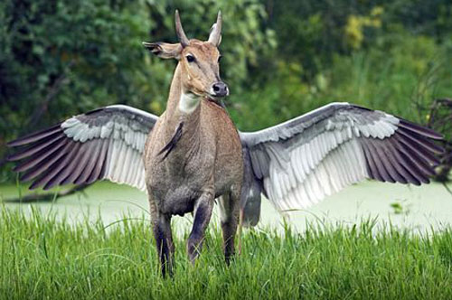 Ảnh động vật: Những khoảnh khắc hài hước, ngộ nghĩnh của động vật trên khắp thế giới