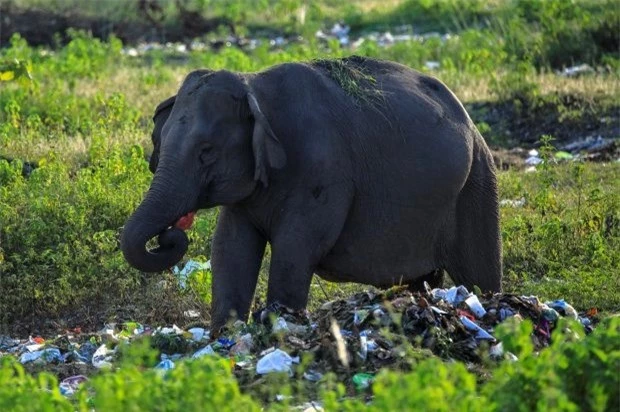  Một con voi trên cánh đồng ở gần một khu rừng phía tây Bengal. 