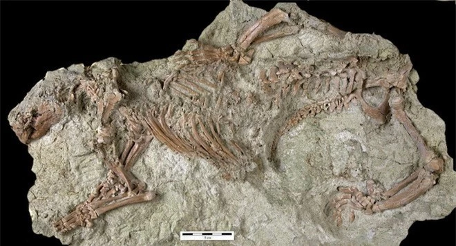 Loài quái vật điên ở Madagascar từng sống cạnh những con khủng long cuối cùng - Ảnh 1.
