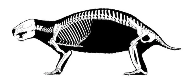 Loài quái vật điên ở Madagascar từng sống cạnh những con khủng long cuối cùng - Ảnh 3.
