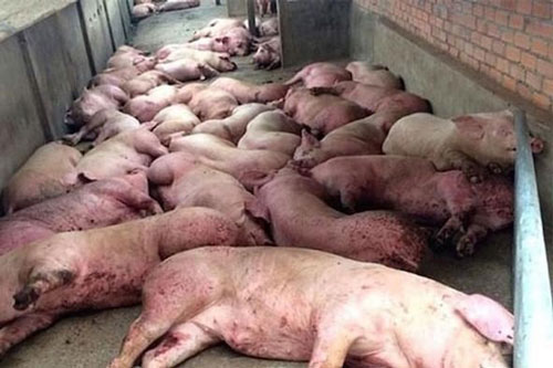 Giá thịt lợn chưa giảm, dịch tả lợn châu Phi có nguy cơ tái phát