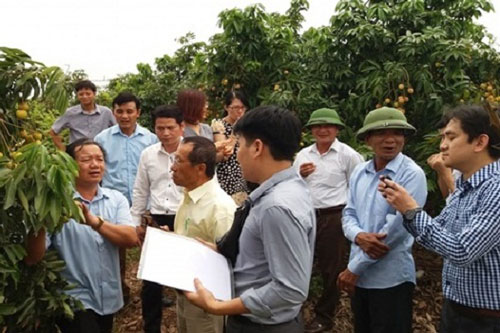 Vẫn gấp rút hoàn thành các thủ tục xuất khẩu lô vải thiều đầu tiên sang Nhật