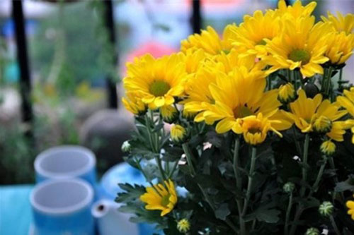 Đặt 4 loại hoa này lên bàn thờ, tài lộc chiếu rọi 3 đời, giàu sang có thể ập đến trong "nháy mắt"