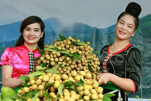 Sơn La: Khá giả nhờ bỏ ngô trồng nhãn