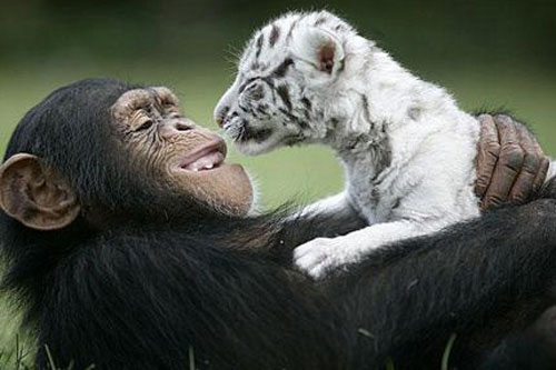 Chùm ảnh: Xem động vật "khác dòng" kết bạn