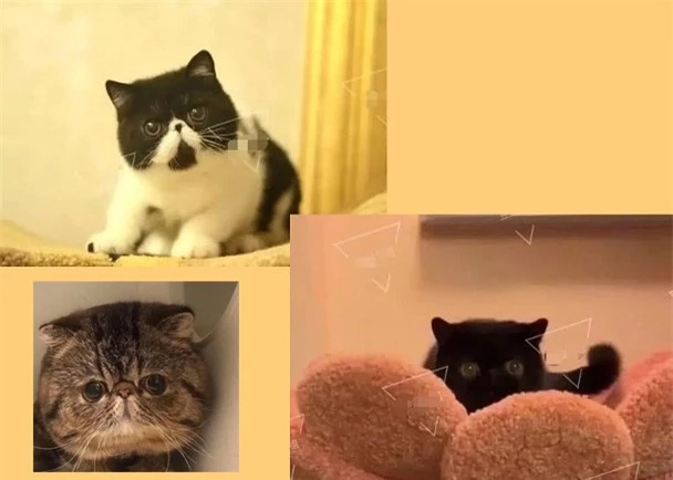 Ba con mèo được cho là "thú cưng" mới của Băng Băng.