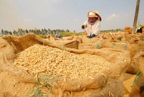 Giá lúa tăng nhẹ sau quyết định cho xuất khẩu gạo trở lại (Ảnh Internet)