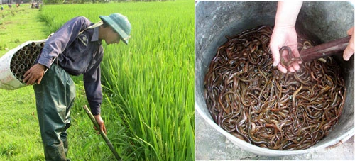 Là một huyện nông nghiệp, Yên Thành có gần 14.000 ha đất canh tác luôn chủ động về nguồn nước, chưa kể hàng nghìn ha mặt nước hồ đầm, sông, ngòi, kênh, rạch, là điều kiện thuận lợi cho lươn sinh sản và phát triển. Thả trúm bắt lươn đồng, nhiều hộ dân có thêm thu nhập trong thời điểm nông nhàn. Ảnh: Thái Dương