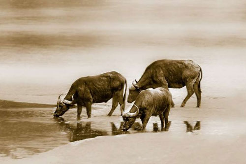 Từ giờ tới cuối năm, 3 con giáp may mắn được Thần Tài 'độ', dễ giàu có bất ngờ, đếm tiền mỏi tay