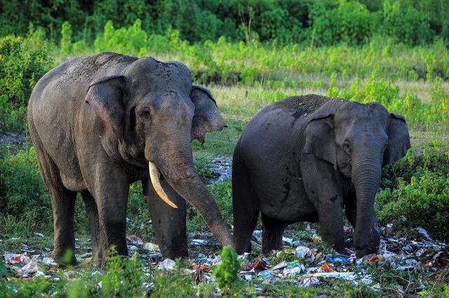 Hình ảnh voi bới rác để tìm thức ăn