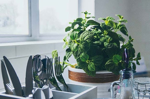 Trồng cây này trong bếp có thể giúp xua đuổi vận khí xấu, hút tài lộc chủ nhà dễ phát tài