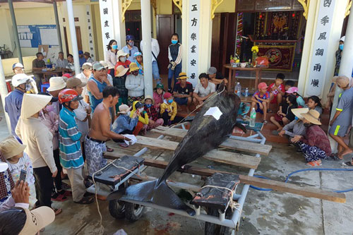 An táng cá voi dài 3,5m chết dạt vào bờ biển Nha Trang