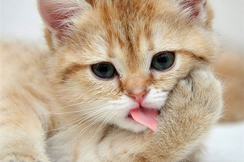 Những khám phá thú vị về thế giới động vật khiến nhiều người phải kinh ngạc