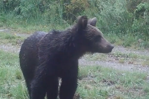 Gấu nâu đầu tiên sau 150 năm được phát hiện tại Tây Ban Nha