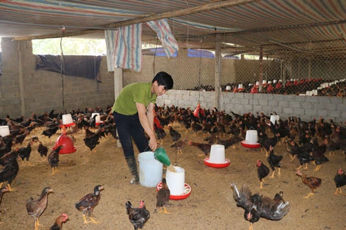Mô hình nuôi gà theo hướng an toàn sinh học của ông Lê Xuân Thịnh, thôn 4, xã Thọ Sơn (Triệu Sơn).