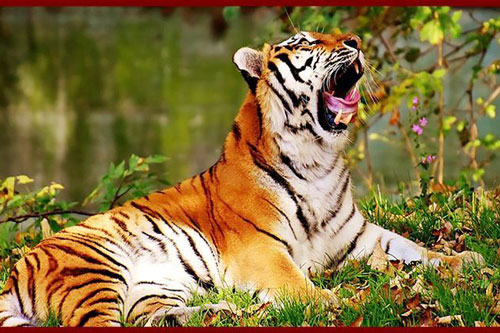 Kinh nghiệm phong thuỷ khi treo tranh rồng, hổ trong nhà