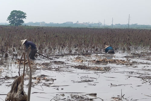 Bà Rịa – Vũng Tàu: Hiệu quả cao từ mô hình trồng sen lấy củ