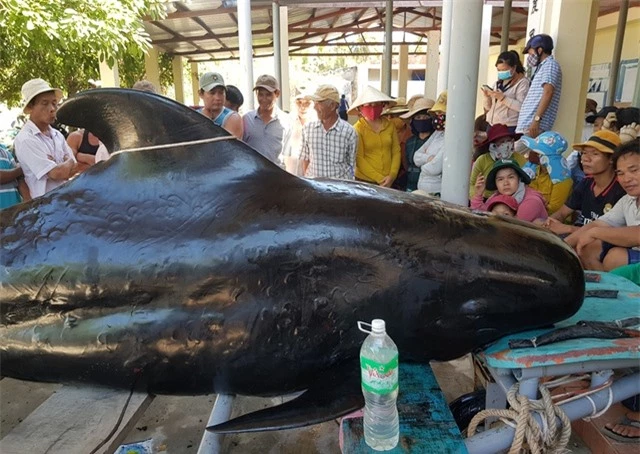 An táng cá voi dài 3,5m chết dạt vào bờ biển Nha Trang - 2
