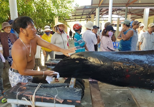 An táng cá voi dài 3,5m chết dạt vào bờ biển Nha Trang - 3