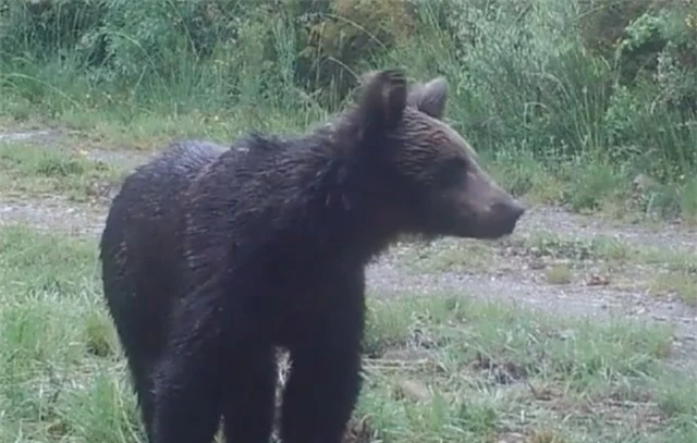 Gấu nâu đầu tiên sau 150 năm được phát hiện tại Tây Ban Nha - 1