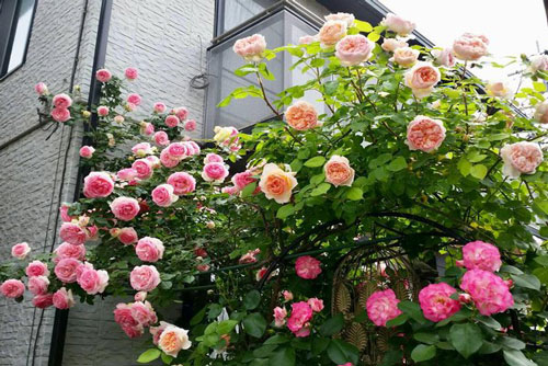 CLIP: Hướng dẫn nhân giống hoa hồng bằng cành siêu đơn giản