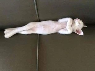 18 thói quen của loài mèo khiến bạn bất ngờ thích thú