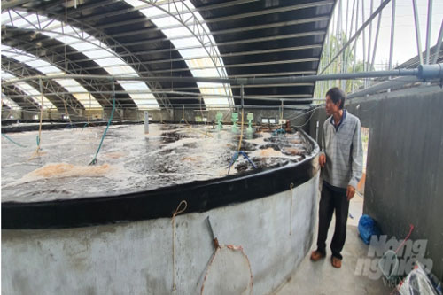 Quảng Nam: Làm giàu từ nghề nuôi “tôm sạch” bán sang Nhật Bản