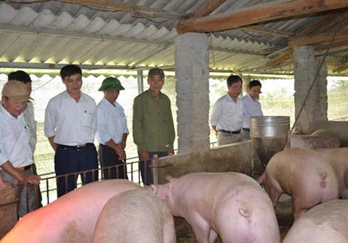 Mối lo chăn nuôi lợn mất một góc thị phần của 'miếng bánh' 10 tỷ USD (Ảnh: Tư liệu)