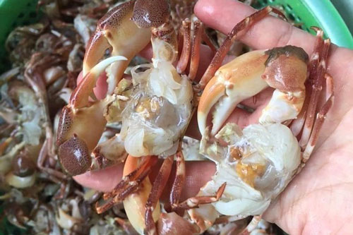 Cua đồng, cua biển "cháy hàng" trong ngày nắng như "đổ lửa"