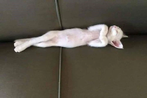 1. Mèo luôn tạo ra những dáng nằm kỳ quặc khi ngủ. Ảnh:BrightSide