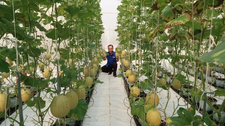 Nông nghiệp ứng dụng công nghệ cao là một trong những lĩnh vực tỉnh Thừa Thiên Huế ưu tiên xúc tiến đầu tư (Ảnh: ST)