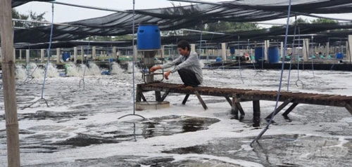 Hệ thống ao nuôi được đầu tư bài bản với công nghệ hiện đại, cho ăn bằng máy. Ảnh: Đình Thung.