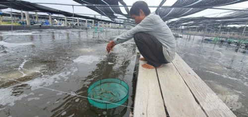 Tôm trong ao nuôi của ông Thành nhiều vụ vừa qua phát triển tốt, không nhiễm dịch bệnh nên không sử dụng thuốc kháng sinh. Ảnh: Đình Thung.