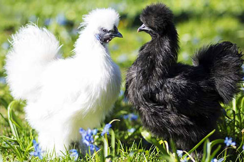 Sau Rằm tháng 4 Âm lịch, 3 con giáp này dễ đổi đời trúng lớn, giàu có hết phần thiên hạ