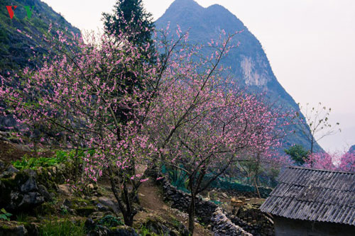 Những mùa hoa trên cao nguyên đá Hà Giang