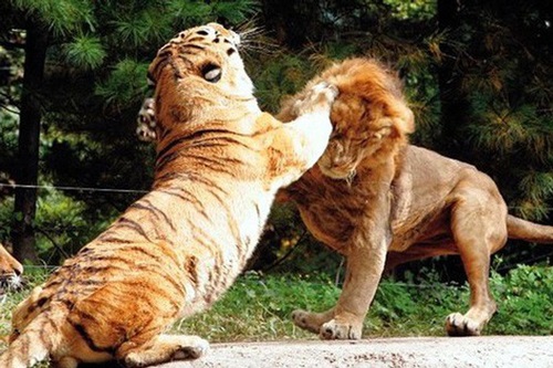 Hỏi cực khó: Hổ và sư tử đánh nhau, con nào sẽ thắng