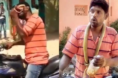 Cắn rắn độc thành nhiều mảnh vì bị chặn đường